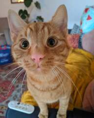 Neighbour leaving young cat outside at night in this weather. 