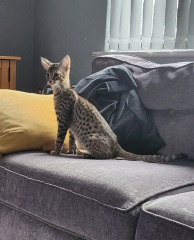 Treats for raw fed cats?