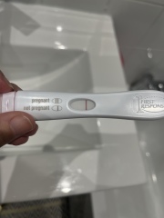 Line eyes 8 dpo 
