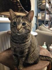 Can we have a cat photo thread ? I’m thinking of getting a cat 