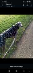 I have an appointment to view a greyhound today at the animal sanctuary. Wish me luck.
