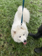 Anyone want to show me a photo of their dog ? 