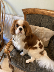Anyone want to show me a photo of their dog ? 