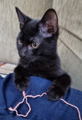 Very happy new kitten slave