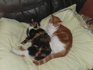 Can we have a cat photo thread ? I’m thinking of getting a cat 