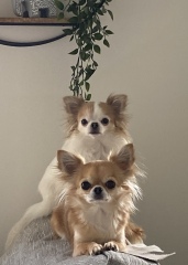 Chihuahua owners here! 