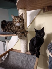 How many cats do you currently have?