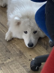 Teen doggie issues - tips please