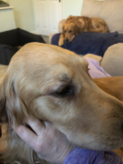 To ask to see your pets? 