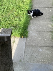 To ask to see your pets? 