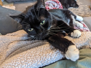How many cats do you currently have?
