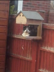 Can we have a cat photo thread ? I’m thinking of getting a cat 