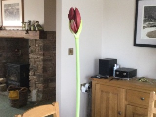 Who'd like an Amaryllis (Hippeastrum) thread?