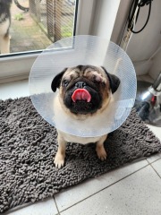 Anyone want to show me a photo of their dog ? 