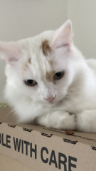 To ask to see your pets? 