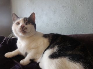 Can we have a cat photo thread ? I’m thinking of getting a cat 