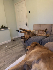 To ask to see your pets? 