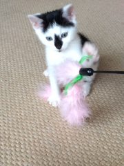 New kittens, pictures!
