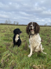 Are show cocker spaniels nice natured?