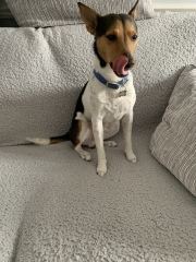 Anyone want to show me a photo of their dog ? 
