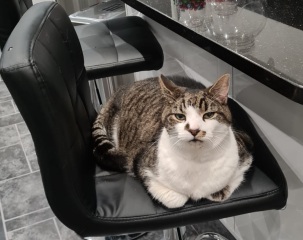 To ask to see your pets? 