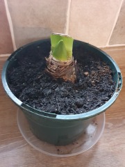 Who'd like an Amaryllis (Hippeastrum) thread?
