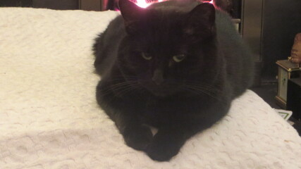 Can we have a cat photo thread ? I’m thinking of getting a cat 