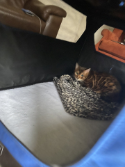 Bengals