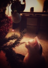 Can we have a cat photo thread ? I’m thinking of getting a cat 