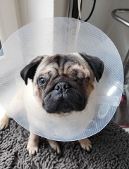 Anyone want to show me a photo of their dog ? 