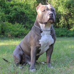 Apologies another dog thread