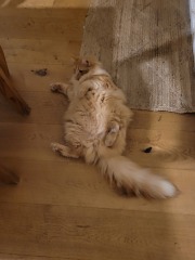 Fat cat pinching ndn food