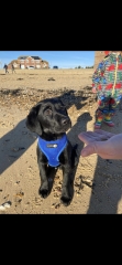 Puppy Survival Thread - as we approach Fireworks night for the first time…