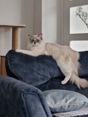 To ask to see your pets? 