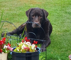 To ask to see your pets? 