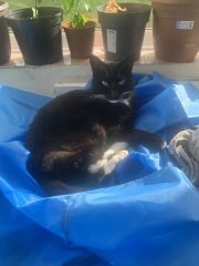 Can we have a cat photo thread ? I’m thinking of getting a cat 