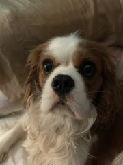 Anyone want to show me a photo of their dog ? 