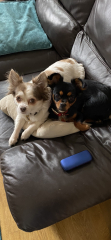 Chihuahua owners here! 