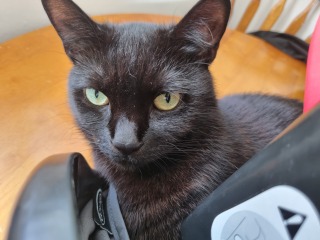 To ask to see your pets? 