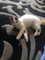 How many cats do you currently have?