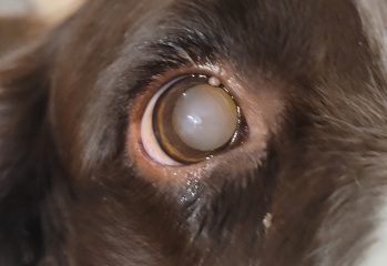 Can someone please tell me if this is normal (dogs eye)