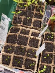 New Year's Gardening Plans Resolutions?