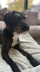 Anyone want to show me a photo of their dog ? 