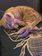 Can we have a cat photo thread ? I’m thinking of getting a cat 