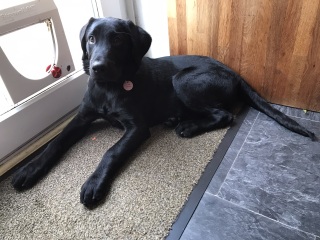 Puppy Survival Thread - as we approach Fireworks night for the first time…