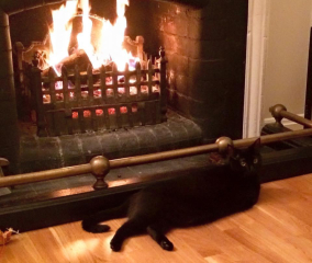 Can we have a cat photo thread ? I’m thinking of getting a cat 