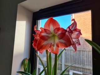 Who'd like an Amaryllis (Hippeastrum) thread?