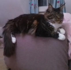 Cancer Support Thread 85 - Hoping for a positive 2023