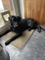 Puppy Survival Thread - as we approach Fireworks night for the first time…