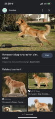 Can anybody tell me the breed of this dog?